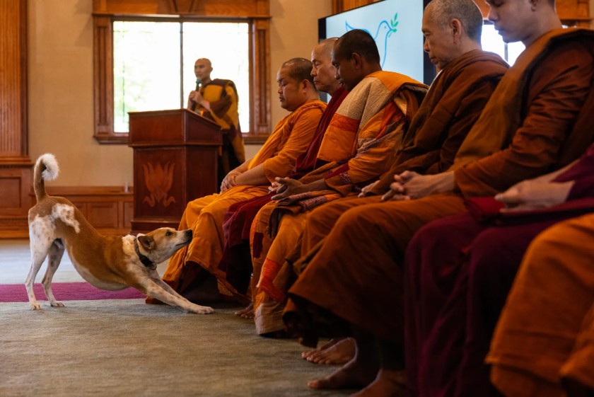 Monjes budistas inician una peregrinación por la paz desde Texas hasta Washington, D.C. Estados Unidos 2025