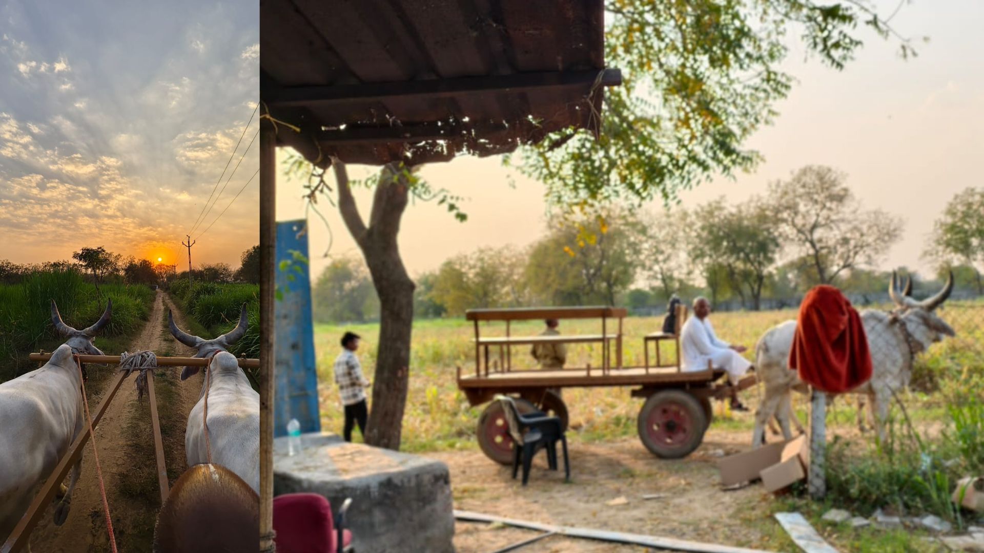 ISKCON organiza una conferencia nacional sobre la protección de las vacas en Ahmedabad India 2026